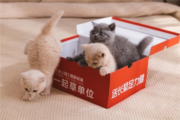 配资头条官网 足力健“萌猫代言”破圈：用「猫系美学」重塑银发经济创新范式